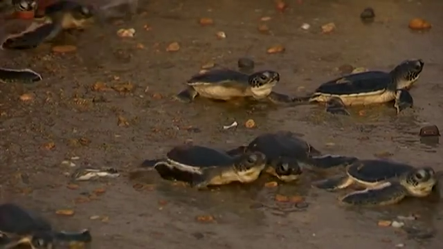 Pakistan city beach brims with breeding sea turtles